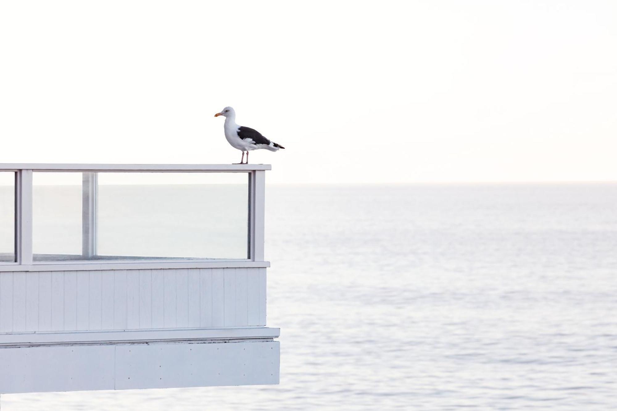 Pacific Edge Hotel Laguna Beach Dış mekan fotoğraf