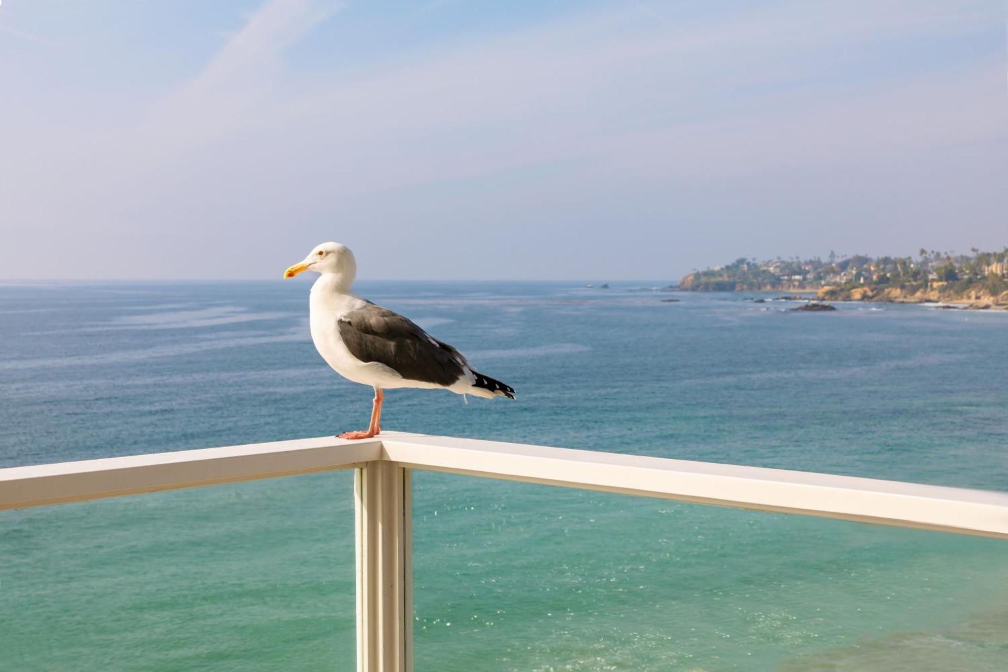 Pacific Edge Hotel Laguna Beach Dış mekan fotoğraf